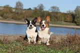 CORGI CARDIGAN 257